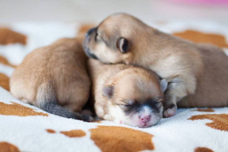 four pomeranian puppies wanting to follow you