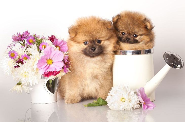 cute pomeranian puppies posing with flowers