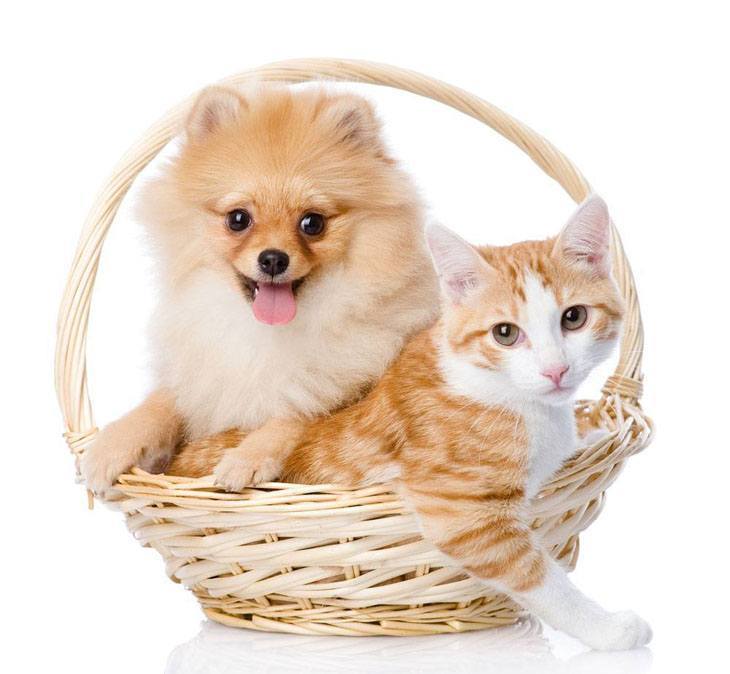 pomeranian puppy with his cat buddy