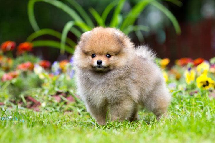 pomeranian puppy playing in a grassy field