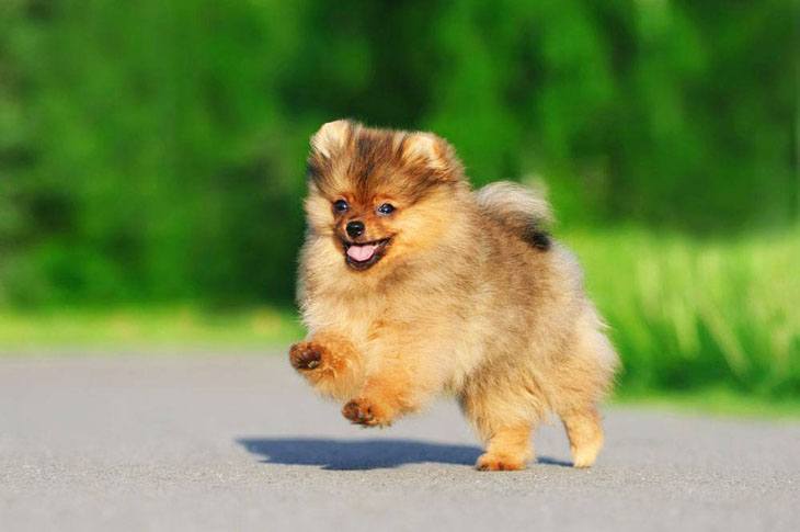 pomeranian puppy prancing