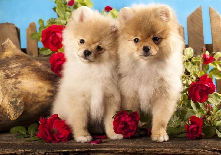 two pomeranian dogs looking for trouble