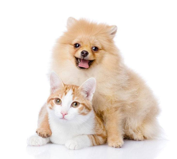 pomeranian and cat that are buddies