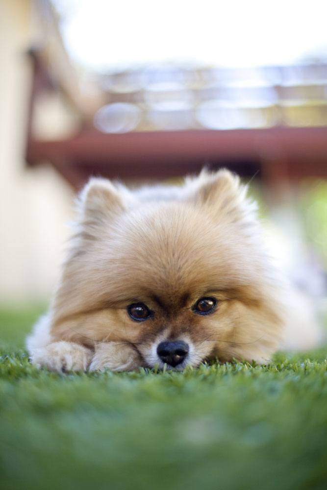 pomeranian pup watching you