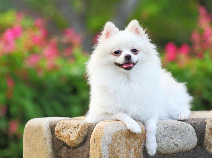 beautiful white pomeranian