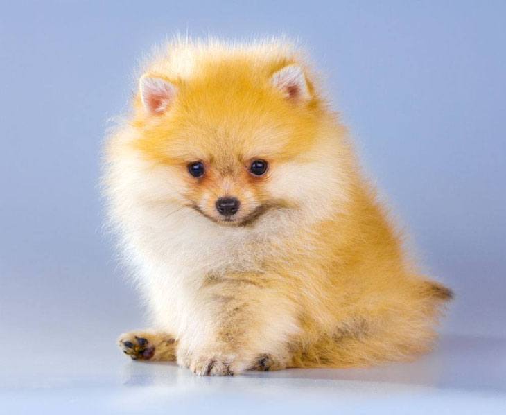 this pomeranian puppy thinks she's cute