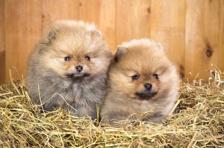 pomeranian puppies watching something