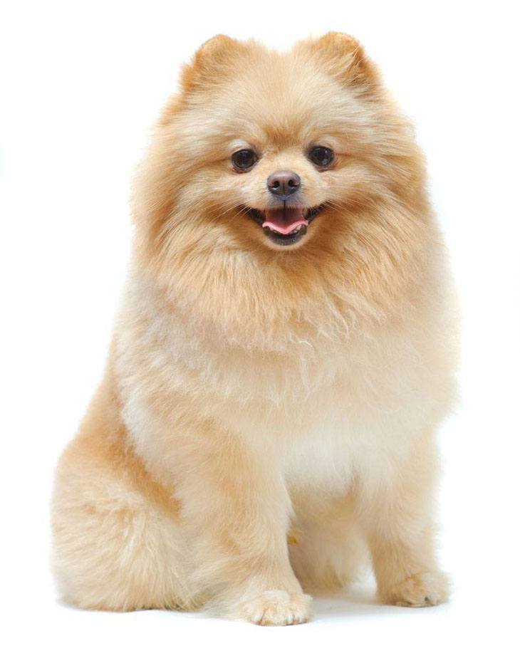 pomeranian dog watching you so it can follow