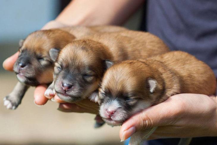 pomeranian puppies looking like little sausages