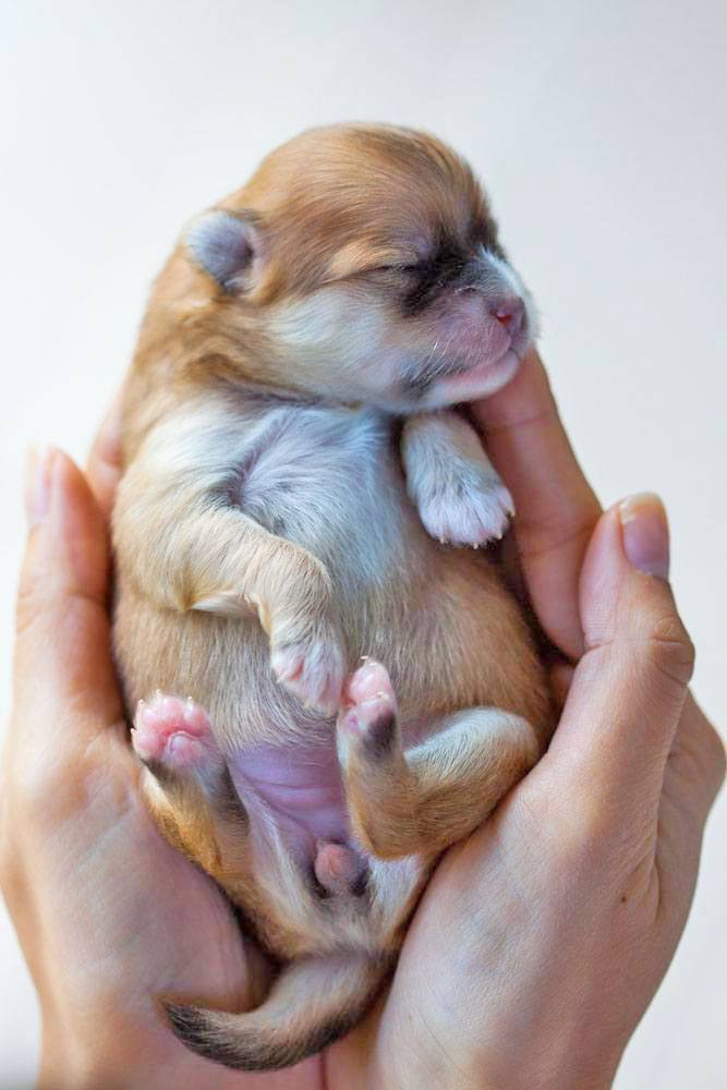 pomeranian puppy taking a nap