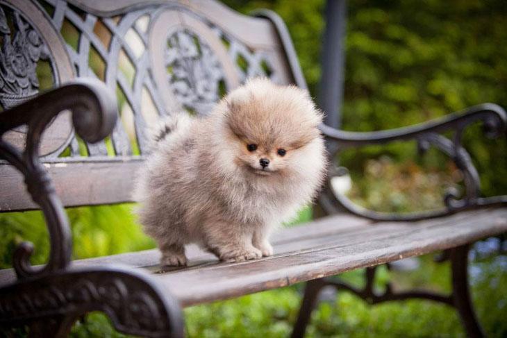 pomeranian sitting on a bench waiting for company