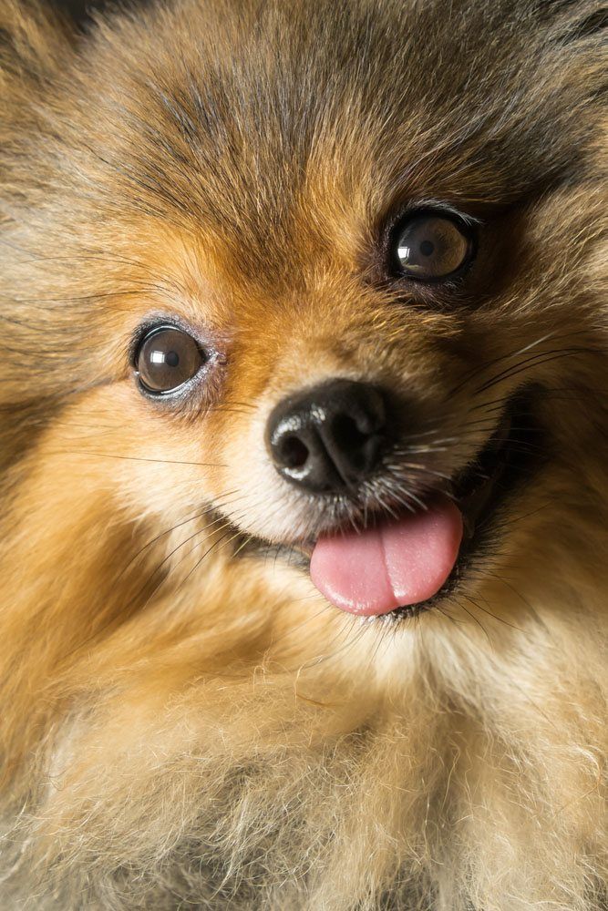 pomeranian puppy looking at you