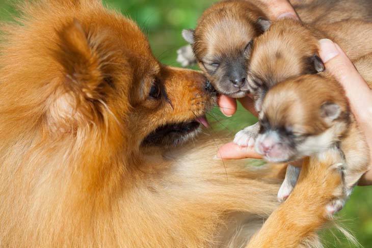 pomeranian puppies and their mama