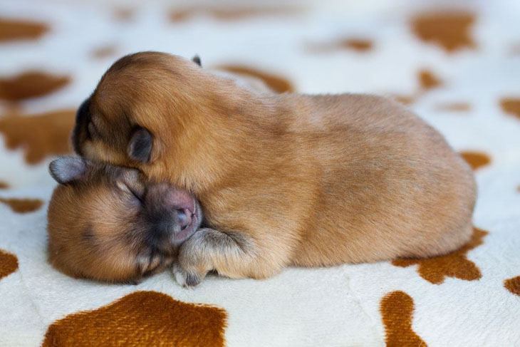 two pomeranian puppies enjoying a snuggle