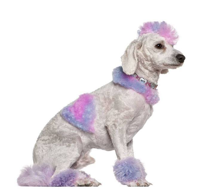 multicolored poodle