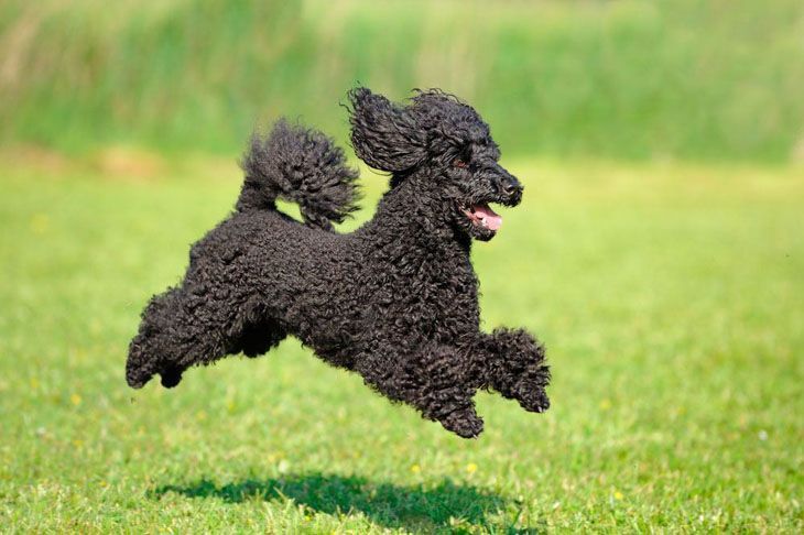 beautiful black poodle running for a ball