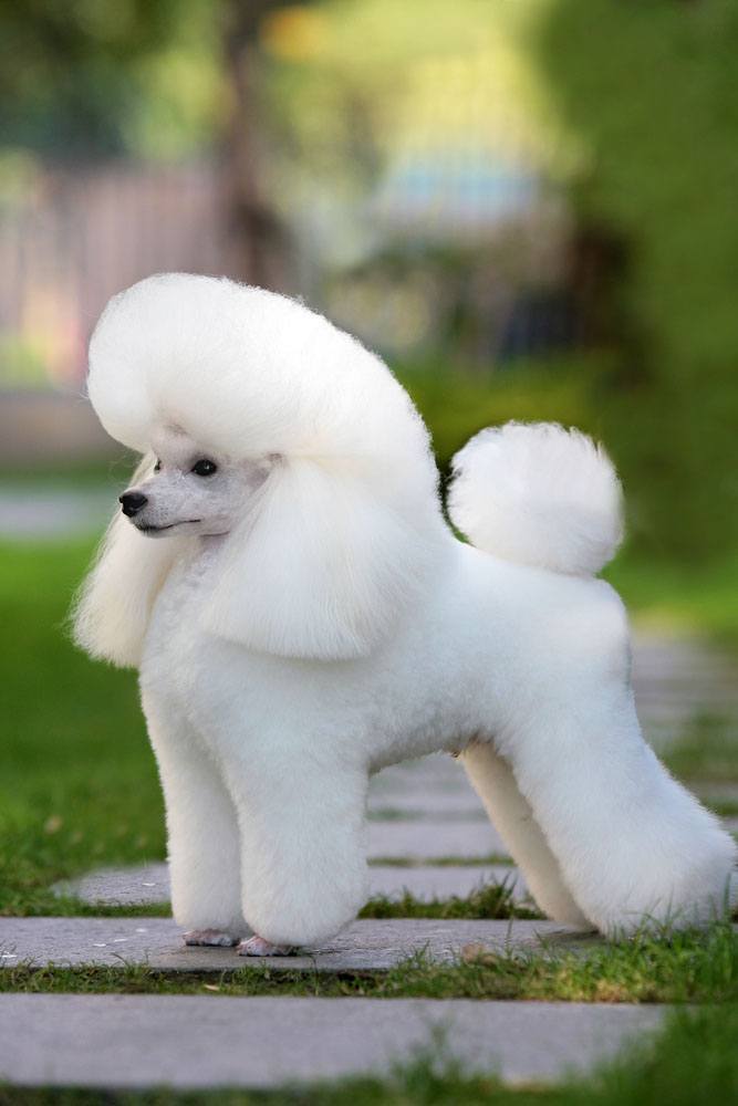beautiful white poodle posing for a picture
