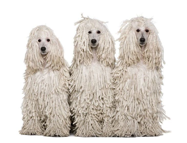 three white corded standard poodles