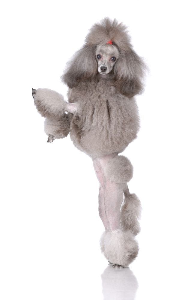 beautiful poodle standing up