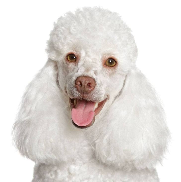 beautiful white poodle