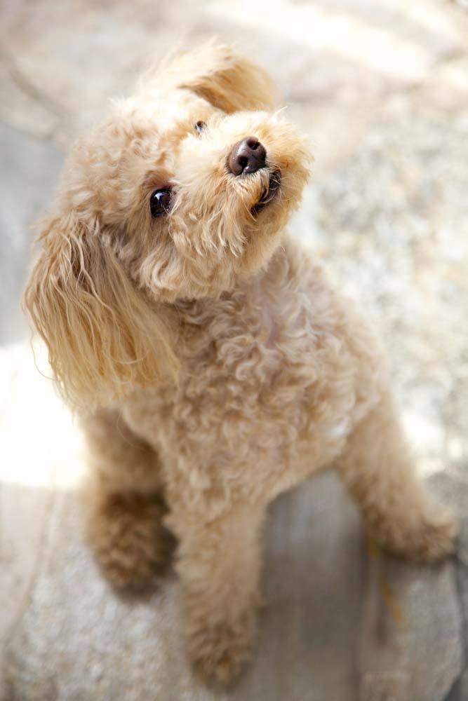 poodle begging for a treat