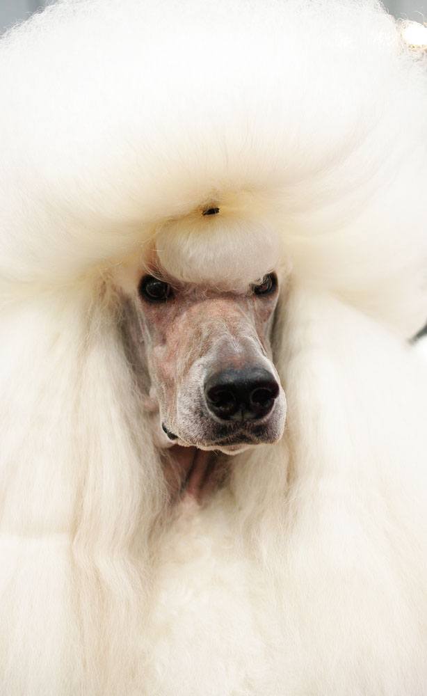 poodle with large hair