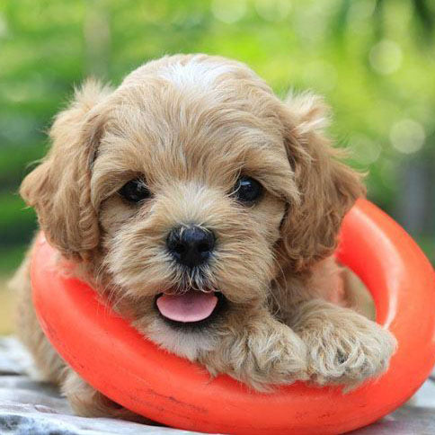 cute poodle puppy going for a swim