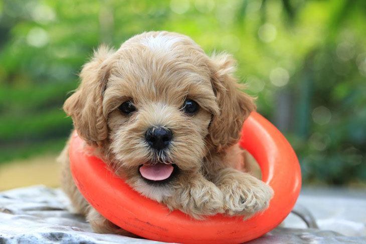 poodle puppy getting ready for a swim