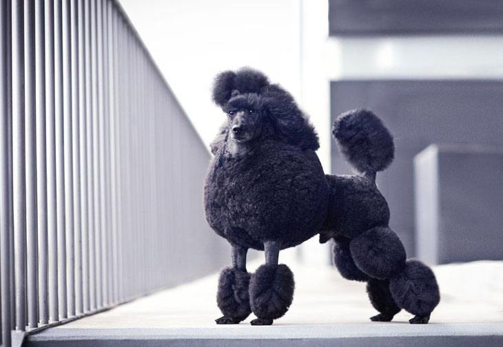 black standard poodle posing for the camera