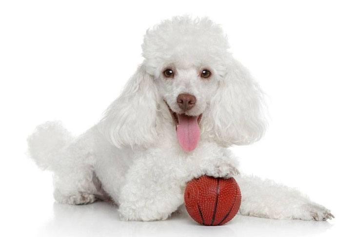 white poodle puppy