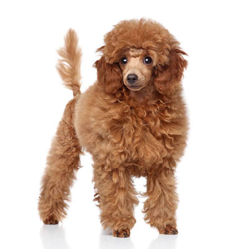 beautiful brown poodle