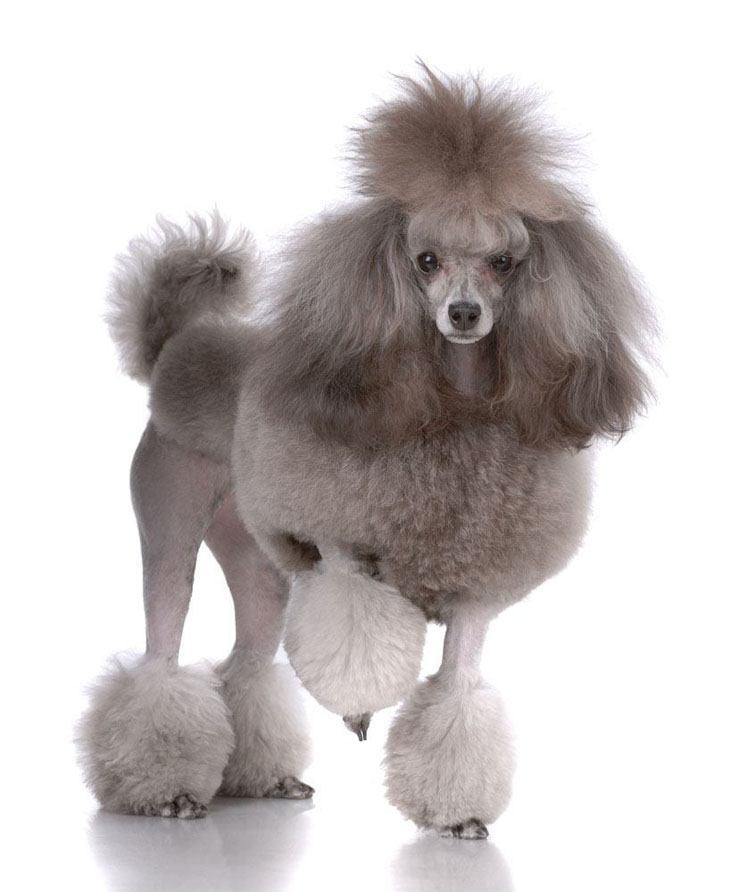 poodle with exotic haircut