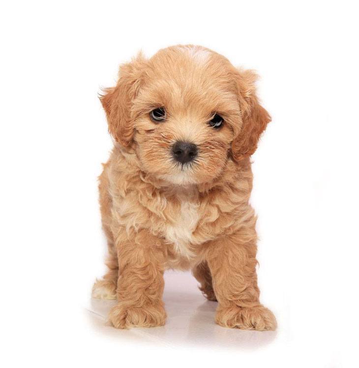 cute poodle puppy