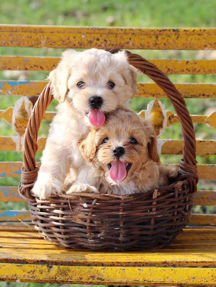 two poodle puppies sitting in a basket