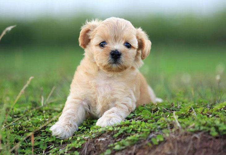 cute poodle puppy ready to play