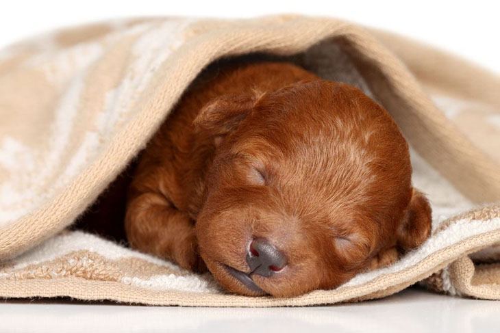 newborn poodle puppy is fast asleep