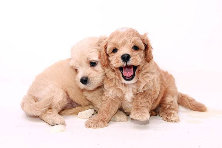 two poodle puppies wanting to play