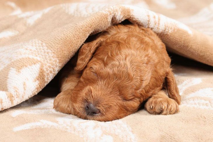 poodle puppy taking a nap