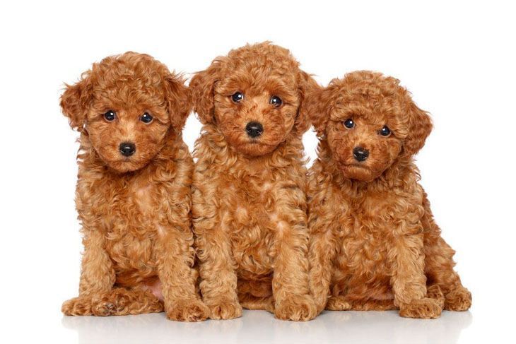 three red poodle puppies