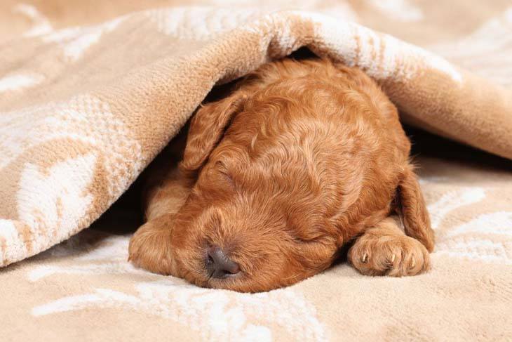 standard poodle puppy taking a nap