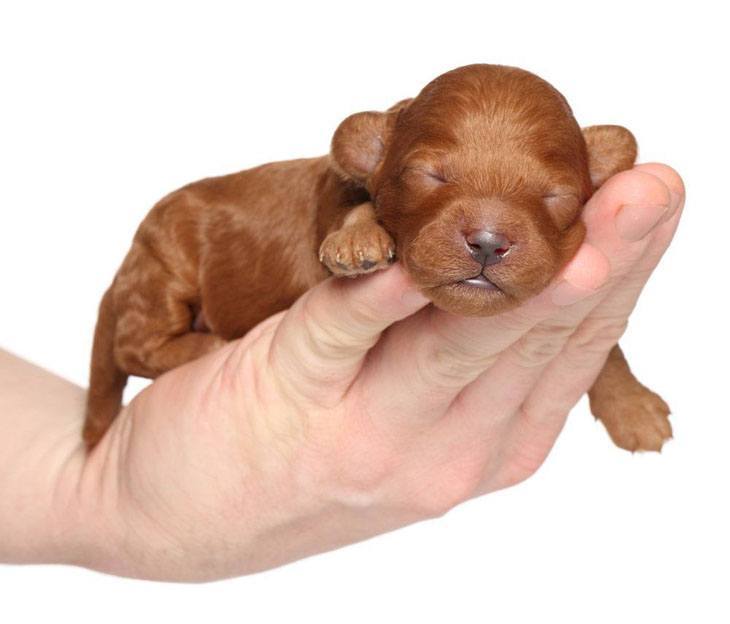 one week old poodle puppy