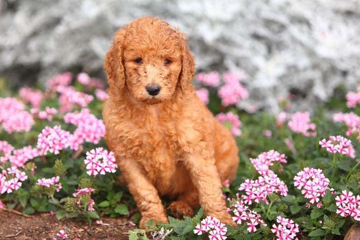 standard poodle puppy in a flower field