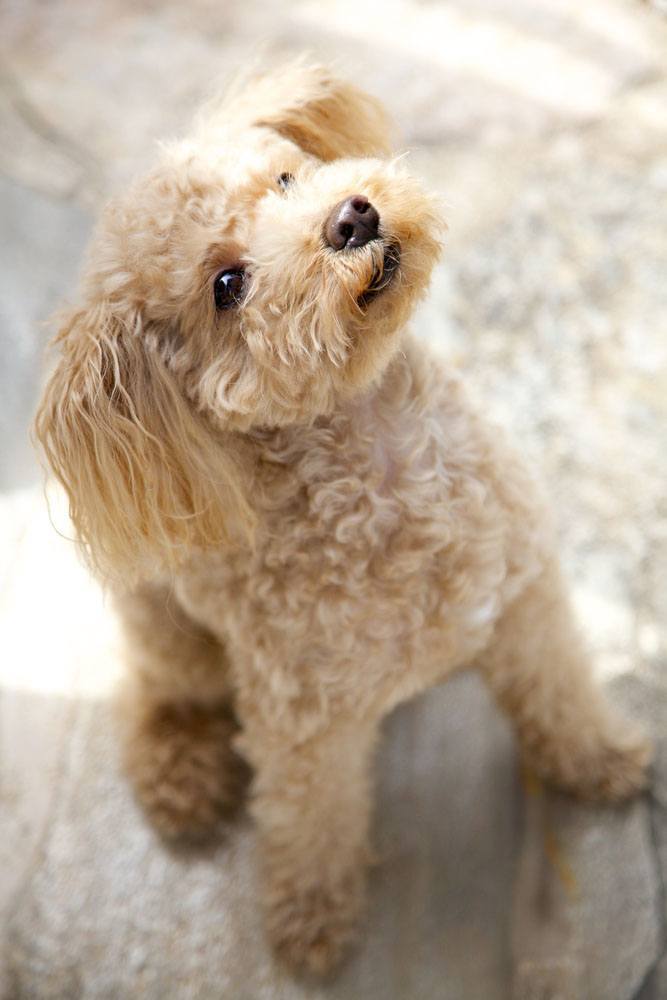 toy poodle puppy looking for a treat