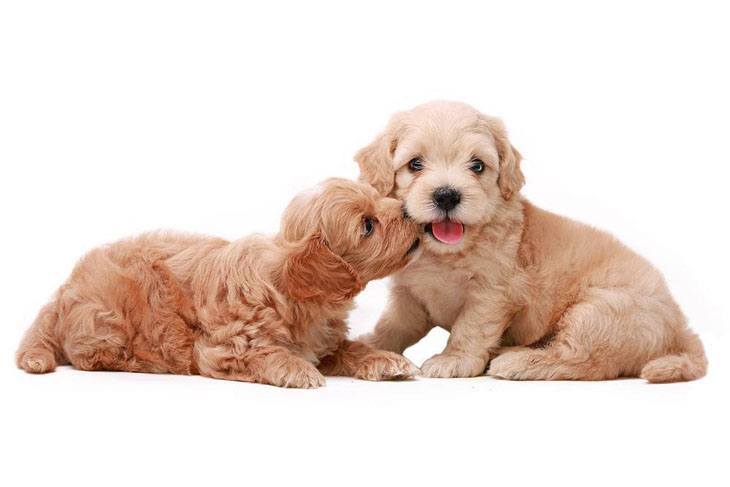 two cute puppies share a kiss