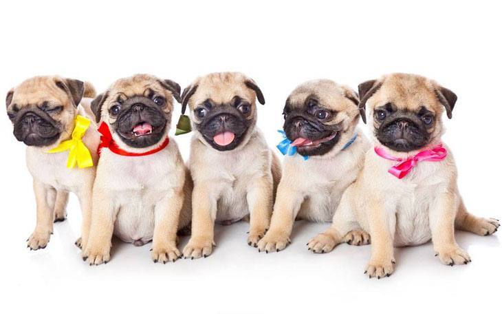 pug puppies that know they're cute
