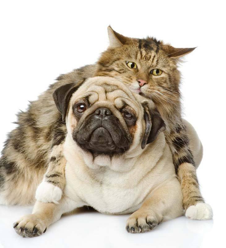 pug and it's cat buddy