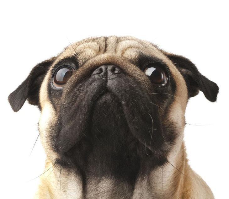 cute pug puppy hoping for a snack