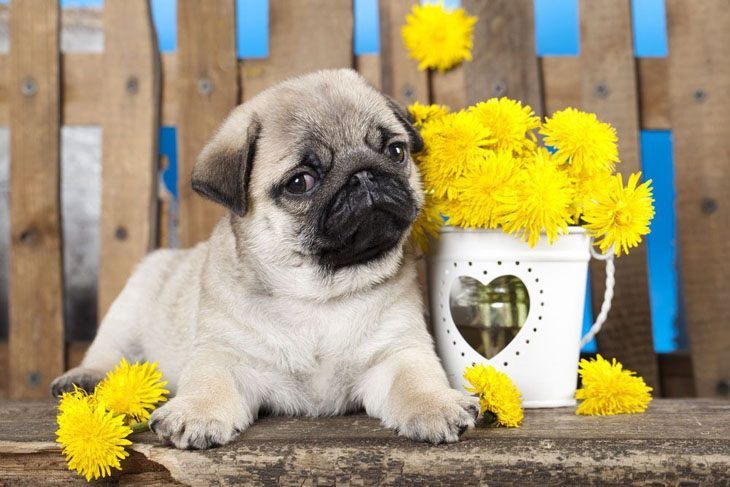 pug posing with flowers