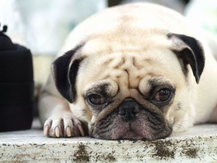 bored Pug looking for a new friend