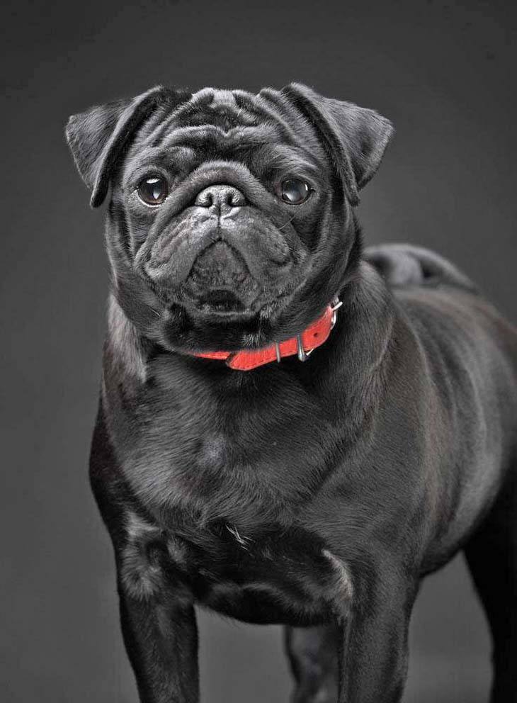 beautiful black Pug